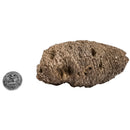 Pinecone - Fossil Specimen