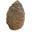 Pinecone - Fossil Specimen