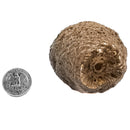 Pinecone - Fossil Specimen