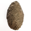 Pinecone - Fossil Specimen