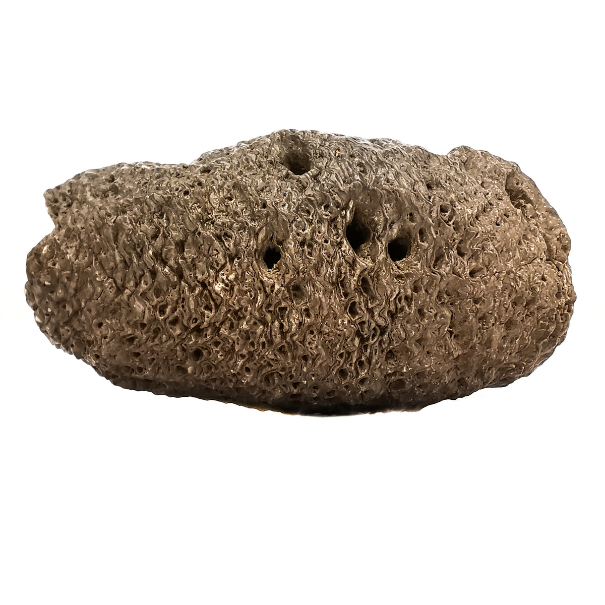Pinecone fossil specimen from Santa Cruz, Patagonia, Argentina, La Matilde Formation, Middle Jurassic.