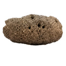 Pinecone - Fossil Specimen