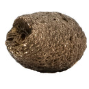 Pinecone - Fossil Specimen