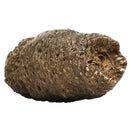 Pinecone - Fossil Specimen