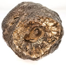 Pinecone - Fossil Specimen