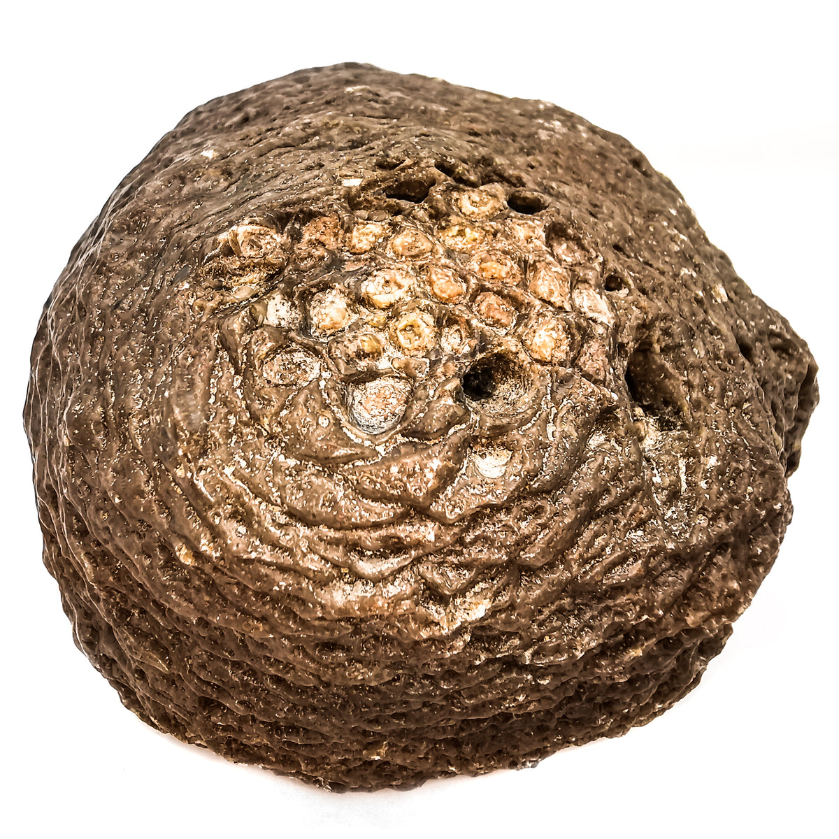 Pinecone fossil specimen from Santa Cruz, Patagonia, Argentina, La Matilde Formation, Middle Jurassic.