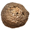 Pinecone - Fossil Specimen