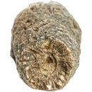 Pinecone - Fossil Specimen