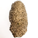 Pinecone - Fossil Specimen