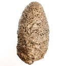 Pinecone - Fossil Specimen