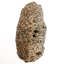 Pinecone - Fossil Specimen