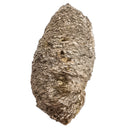 Pinecone - Fossil Specimen