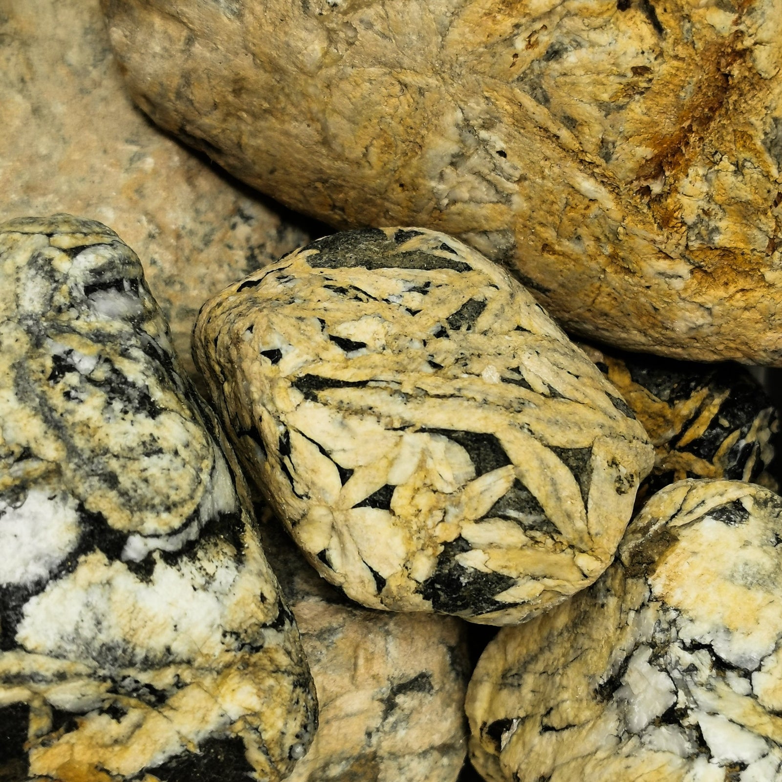 Golden Pinolith - Rough