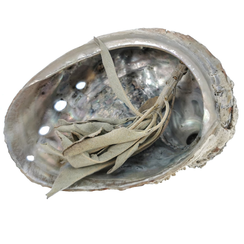 花斑鲍鱼 - 贝壳