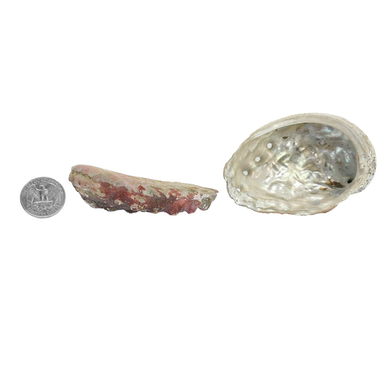 花斑鮑魚 - 貝殼