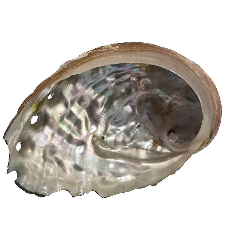花斑鲍鱼 - 贝壳