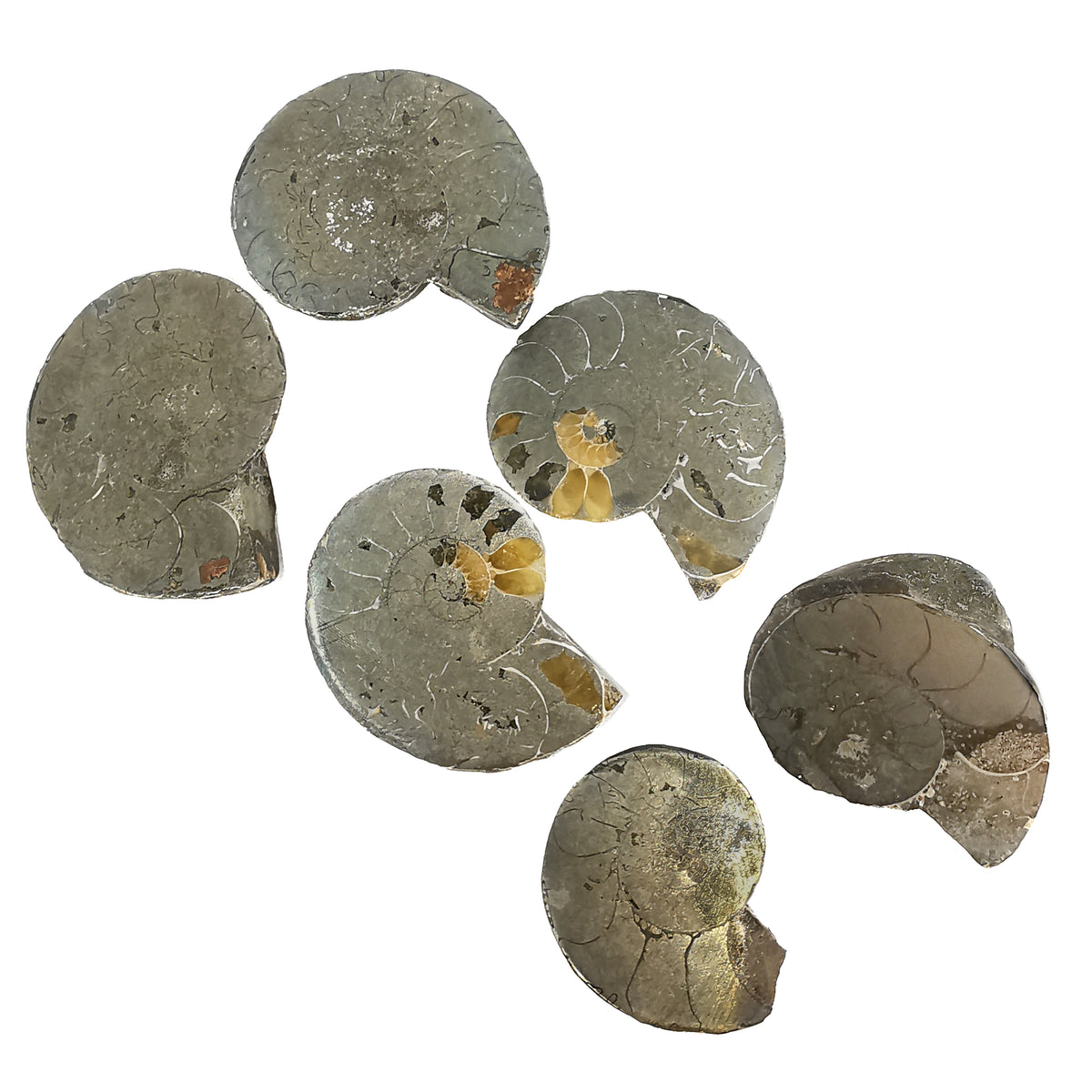 Pyritized Ammonite Slices pair fossil.