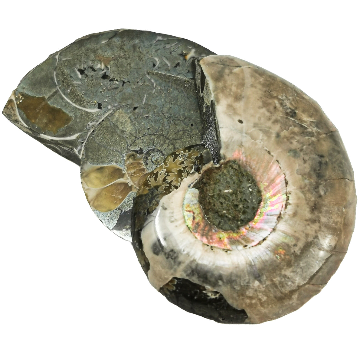 Pyritized Ammonite Slices pair fossil.
