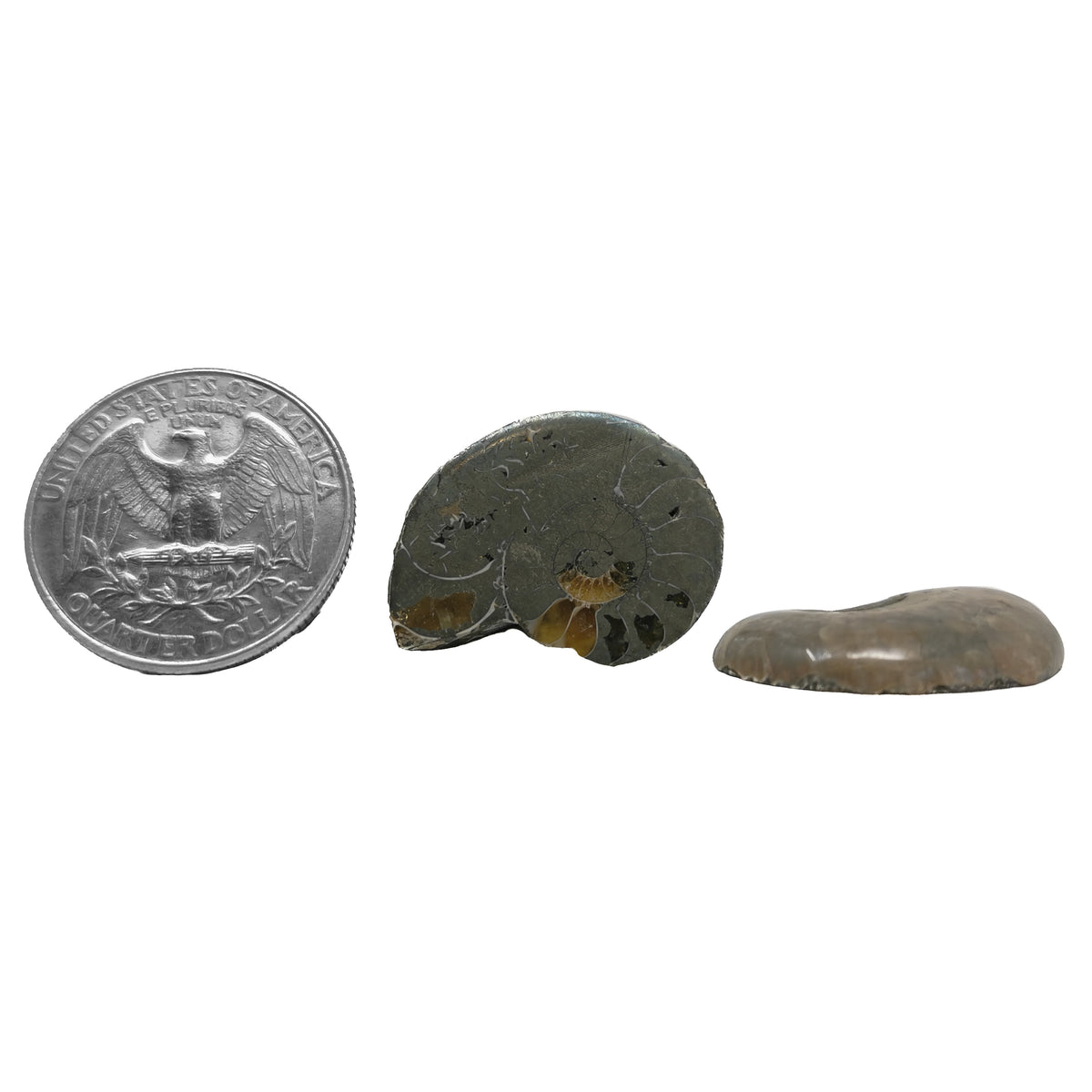 Pyritized Ammonite Slices pair fossil.