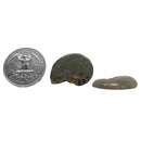 黄铁矿菊石切片 - 一对 - 化石