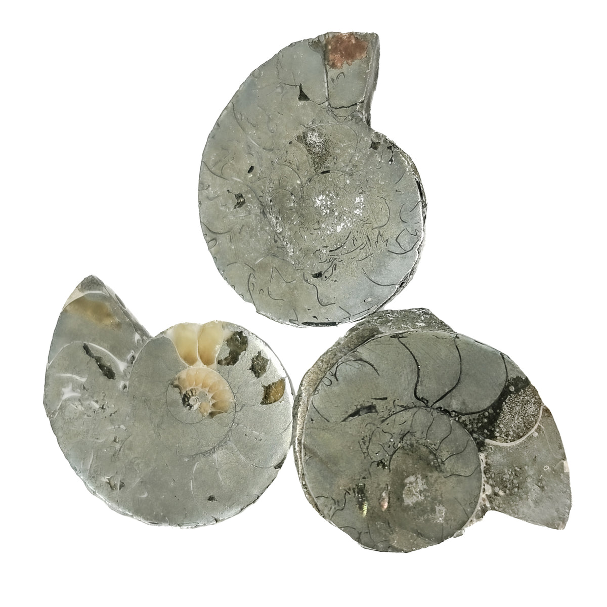 Pyritized Ammonite Slices pair fossil.