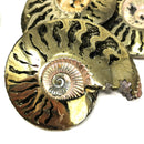 Pyritized Ammonite - Fossil