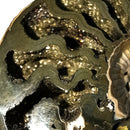 Pyritized Ammonite - Fossil