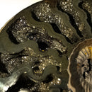 Pyritized Ammonite - Fossil
