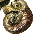 Pyritized Ammonite - Fossil