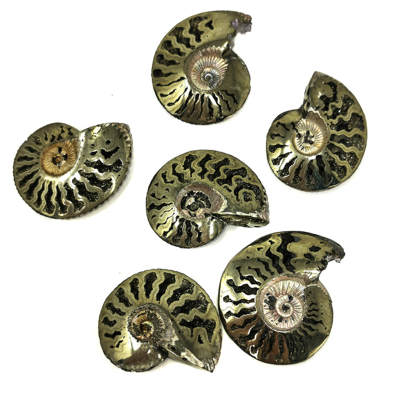 Pyritized Ammonite - Fossil