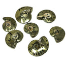 Pyritized Ammonite - Fossil