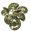 Pyritized Ammonite - Fossil