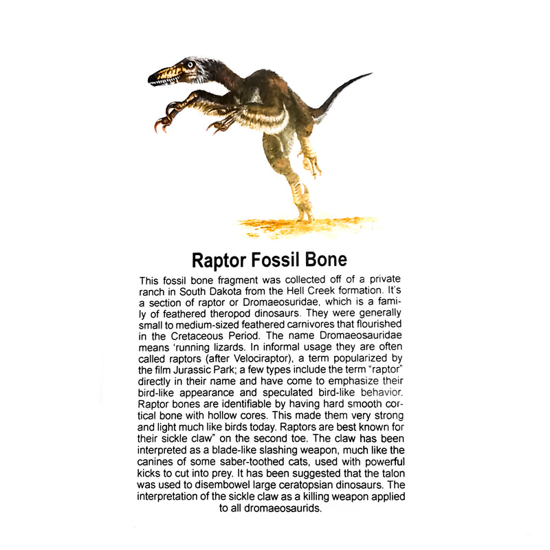 Raptor Bone - Fossil