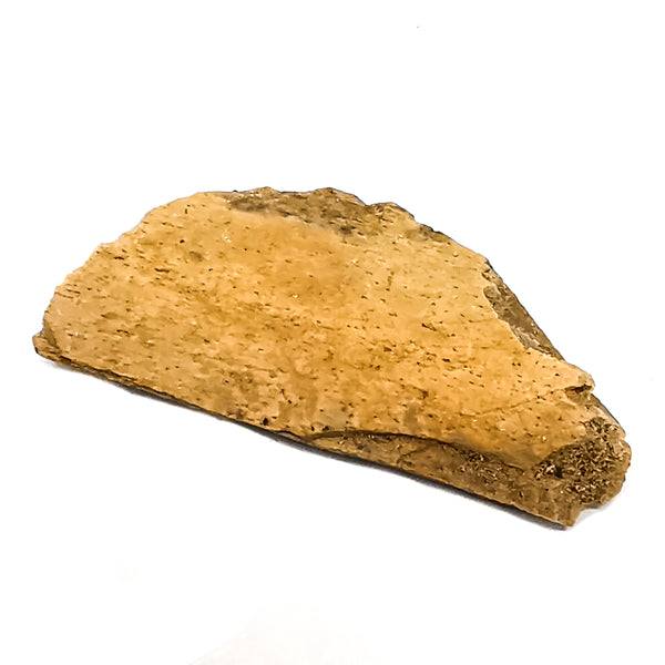 猛禽骨头 - 化石
