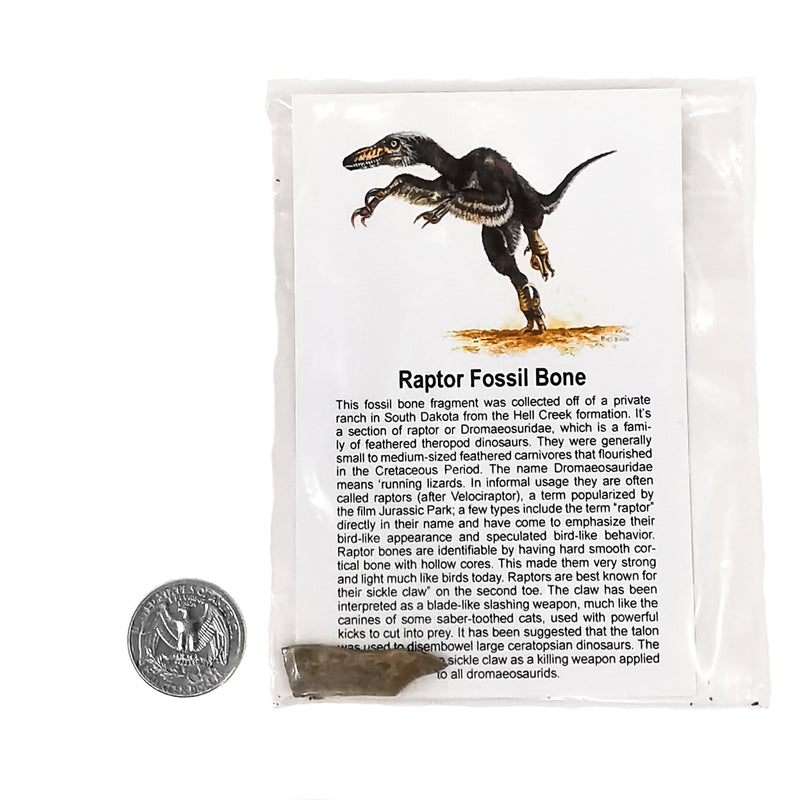 Raptor Bone - Fossil