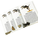 猛禽骨头 - 化石