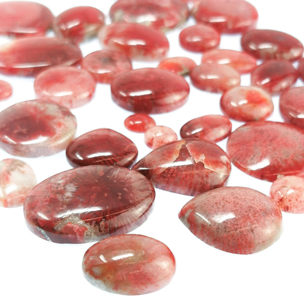 Red Horn Coral - Cabochon