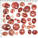 红角珊瑚 - 凸圆形