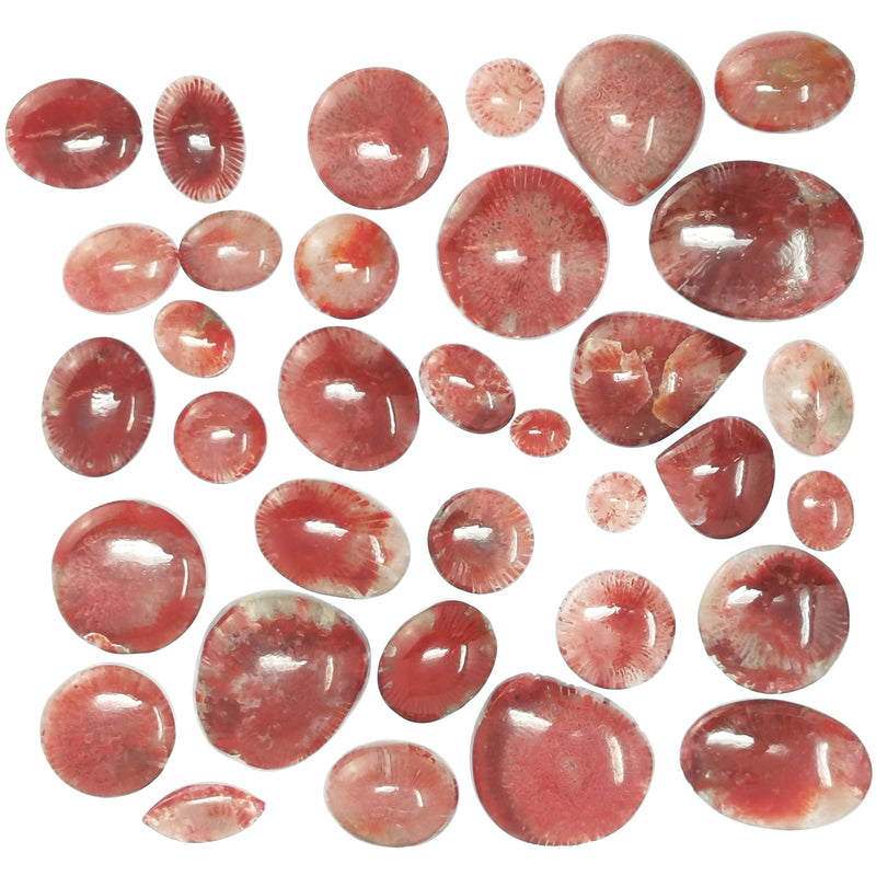 Red Horn Coral - Cabochon