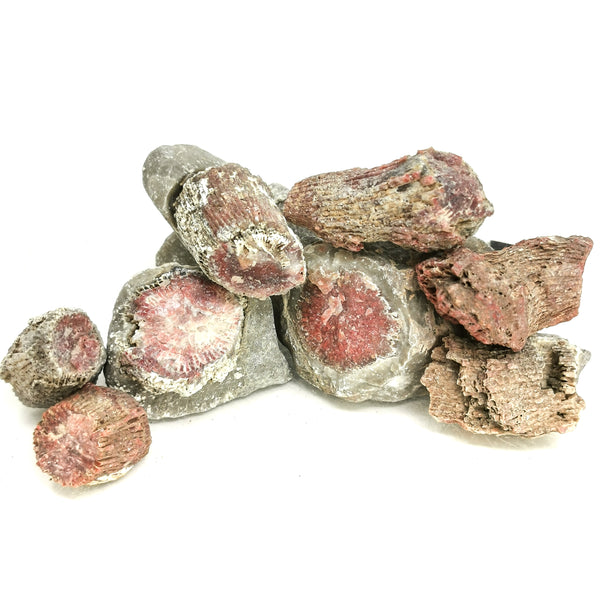 红角珊瑚 - 原石化石