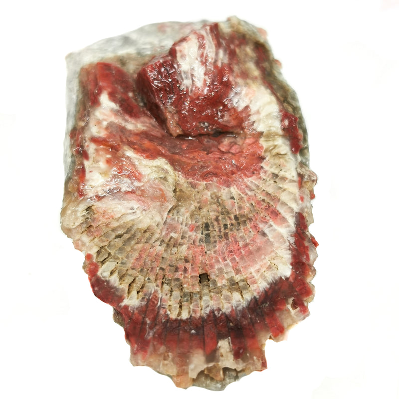 紅角珊瑚 - 原石化石