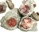 Red Horn Coral - Rough Fossil