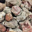 Red Horn Coral - Rough Fossil