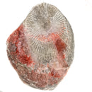 Red Horn Coral - Rough Fossil