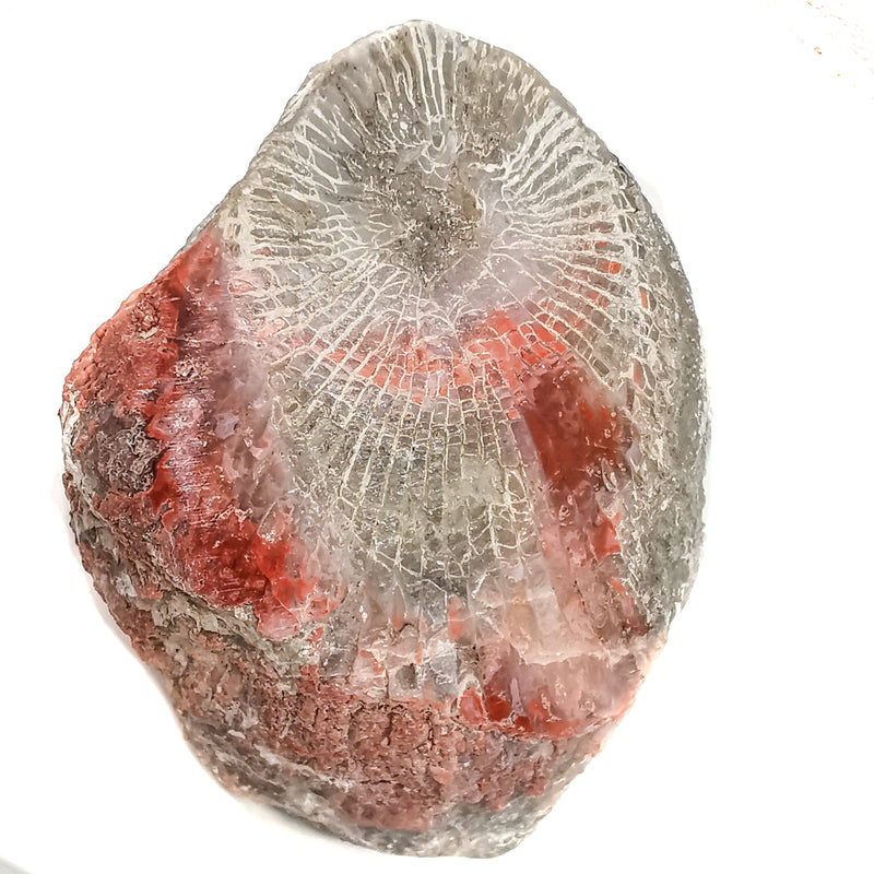 红角珊瑚 - 原石化石