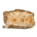 海星 - 化石标本