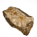 海星 - 化石标本