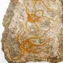 海星 - 化石标本