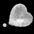 亚硒酸盐缺口心 - 盘子