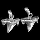 Otodus Shark Tooth - Pendant